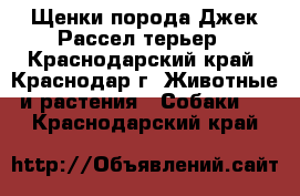 Щенки порода Джек Рассел терьер - Краснодарский край, Краснодар г. Животные и растения » Собаки   . Краснодарский край